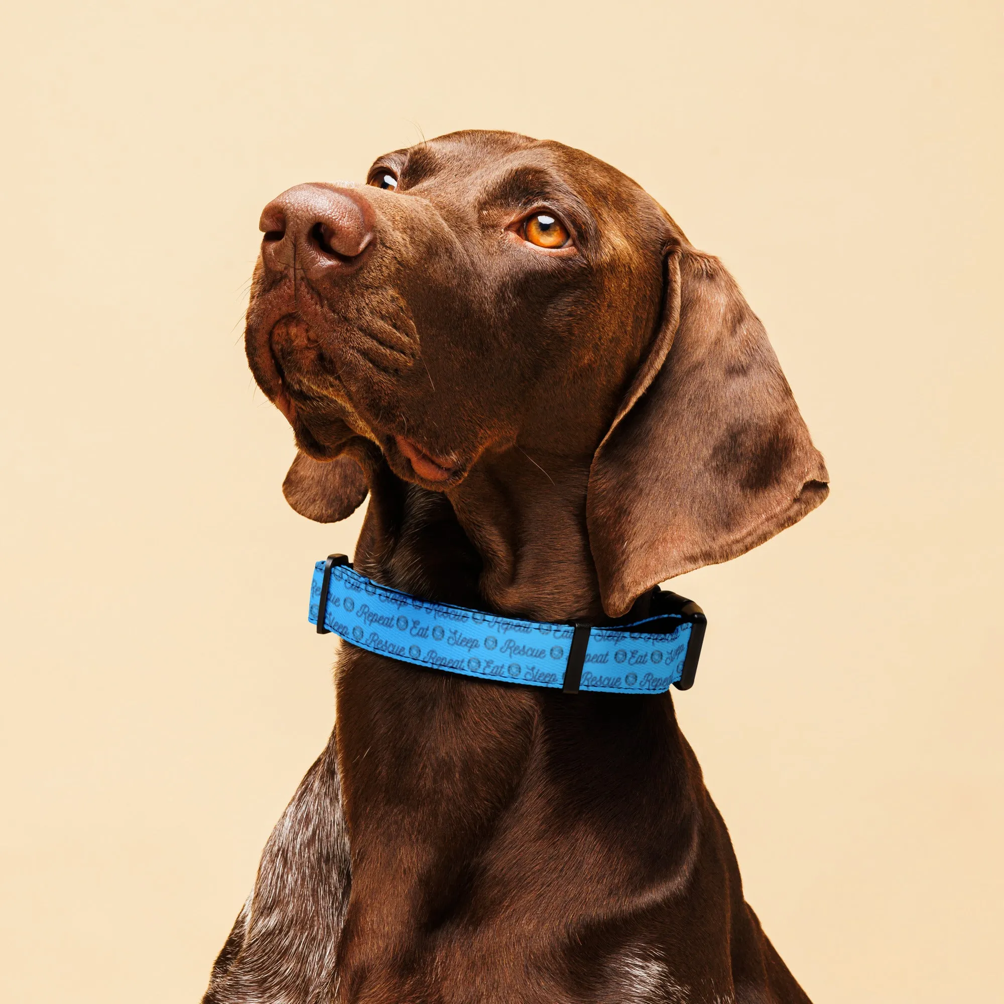 AA Eat Sleep Rescue Repeat Pet collar
