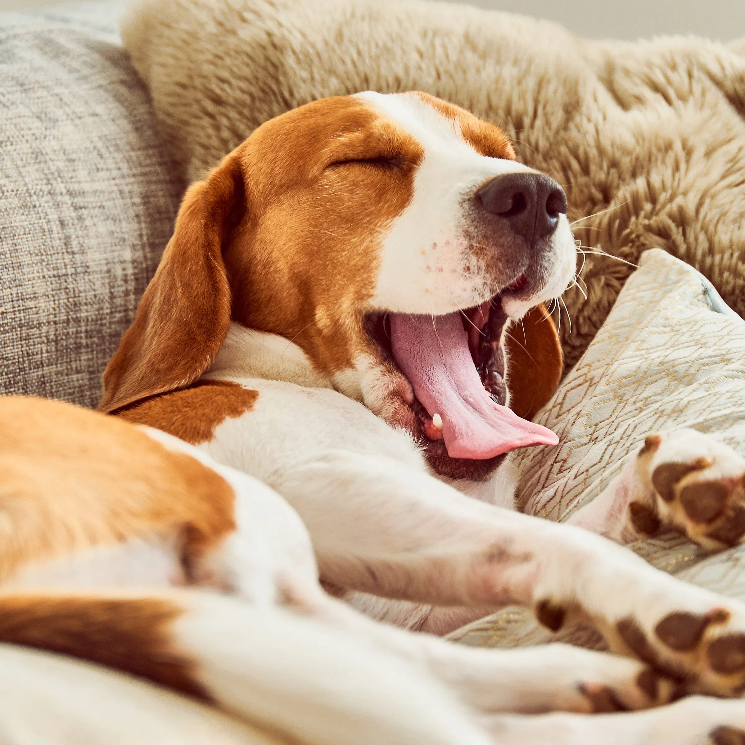 Couch Cover for Dogs