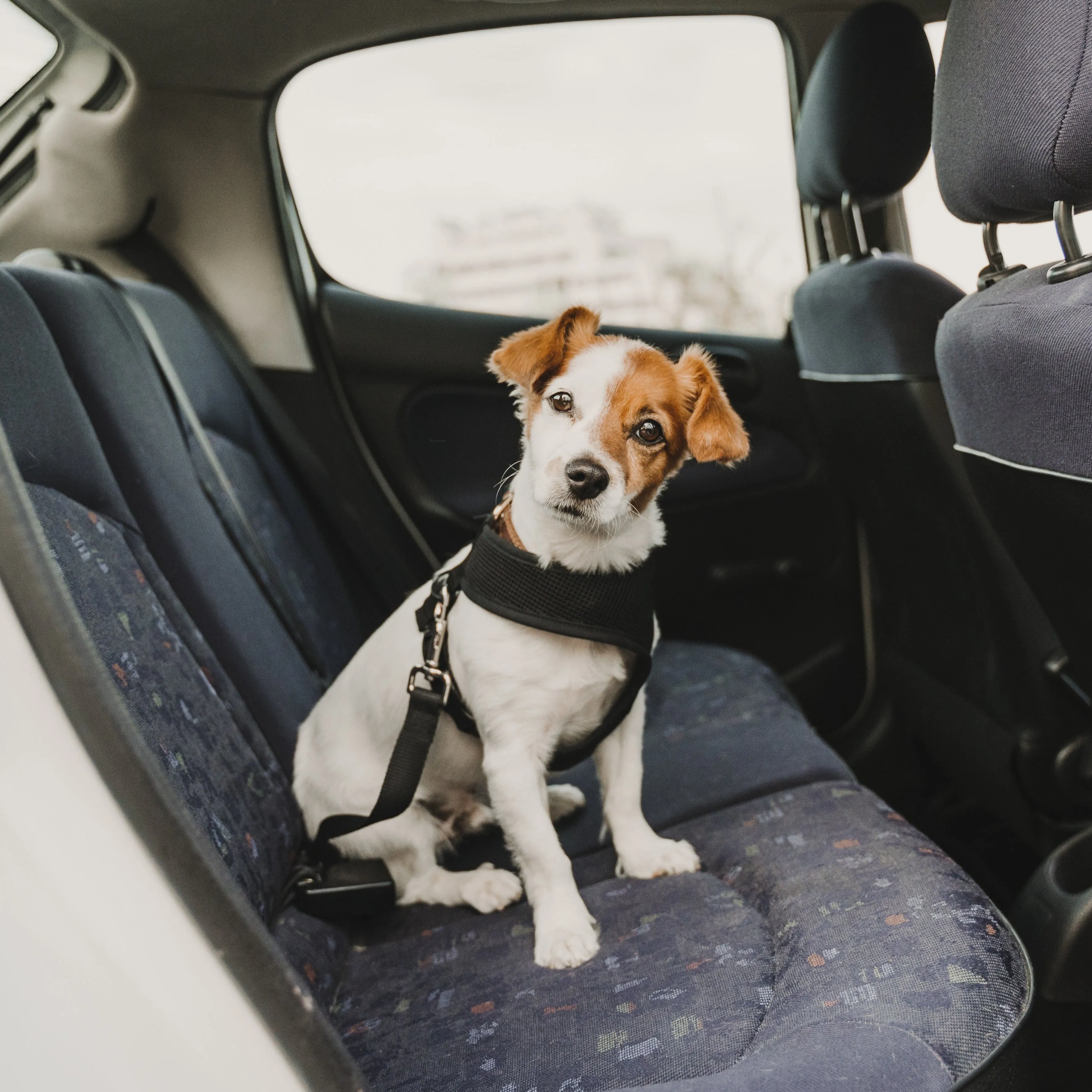 Furwear - Car Seat Restraint (Black)