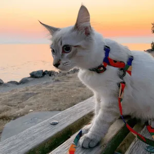 Pidan Cat Harness & Leash Set - Secure, Stylish & Comfortable
