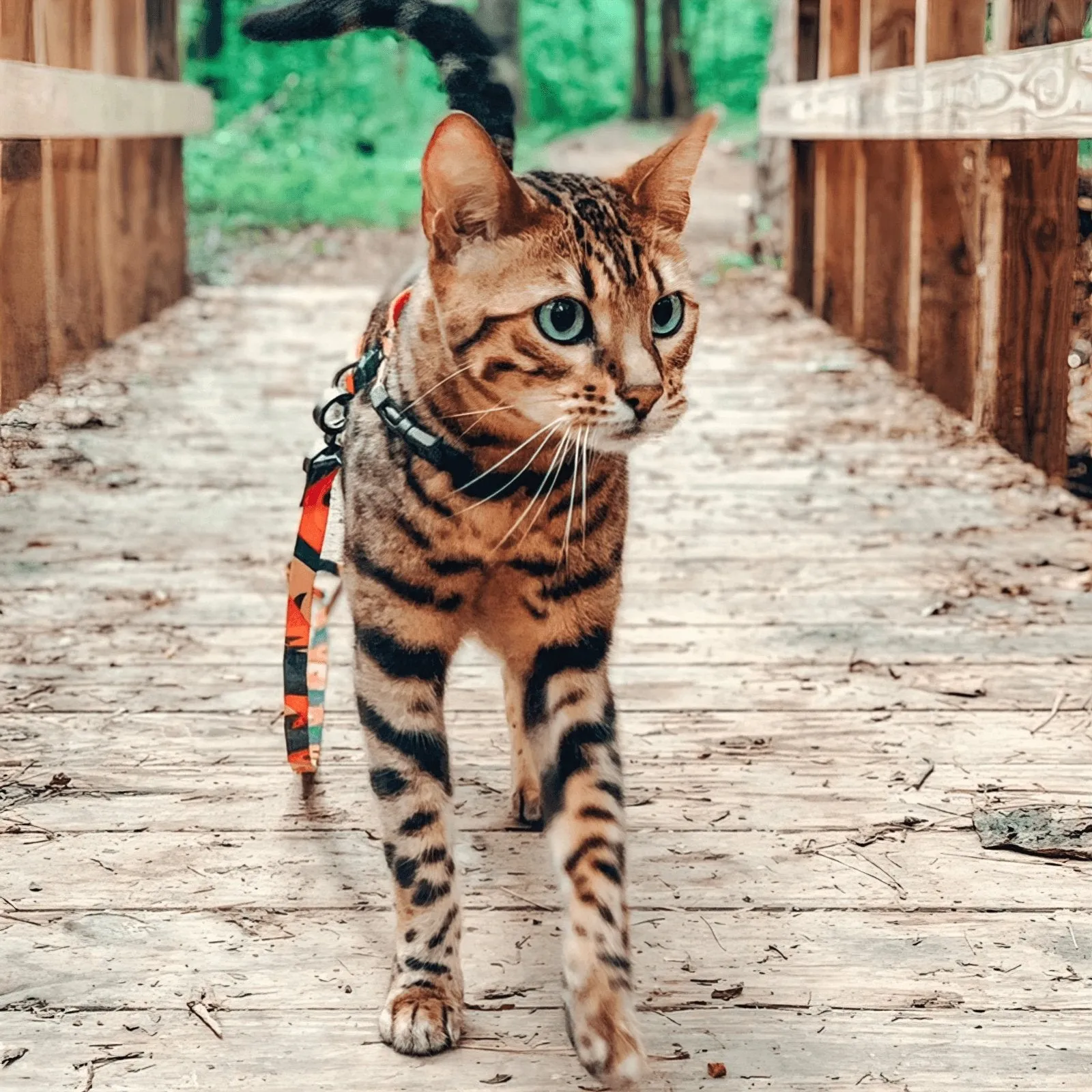 Pidan Cat Harness & Leash Set - Secure, Stylish & Comfortable