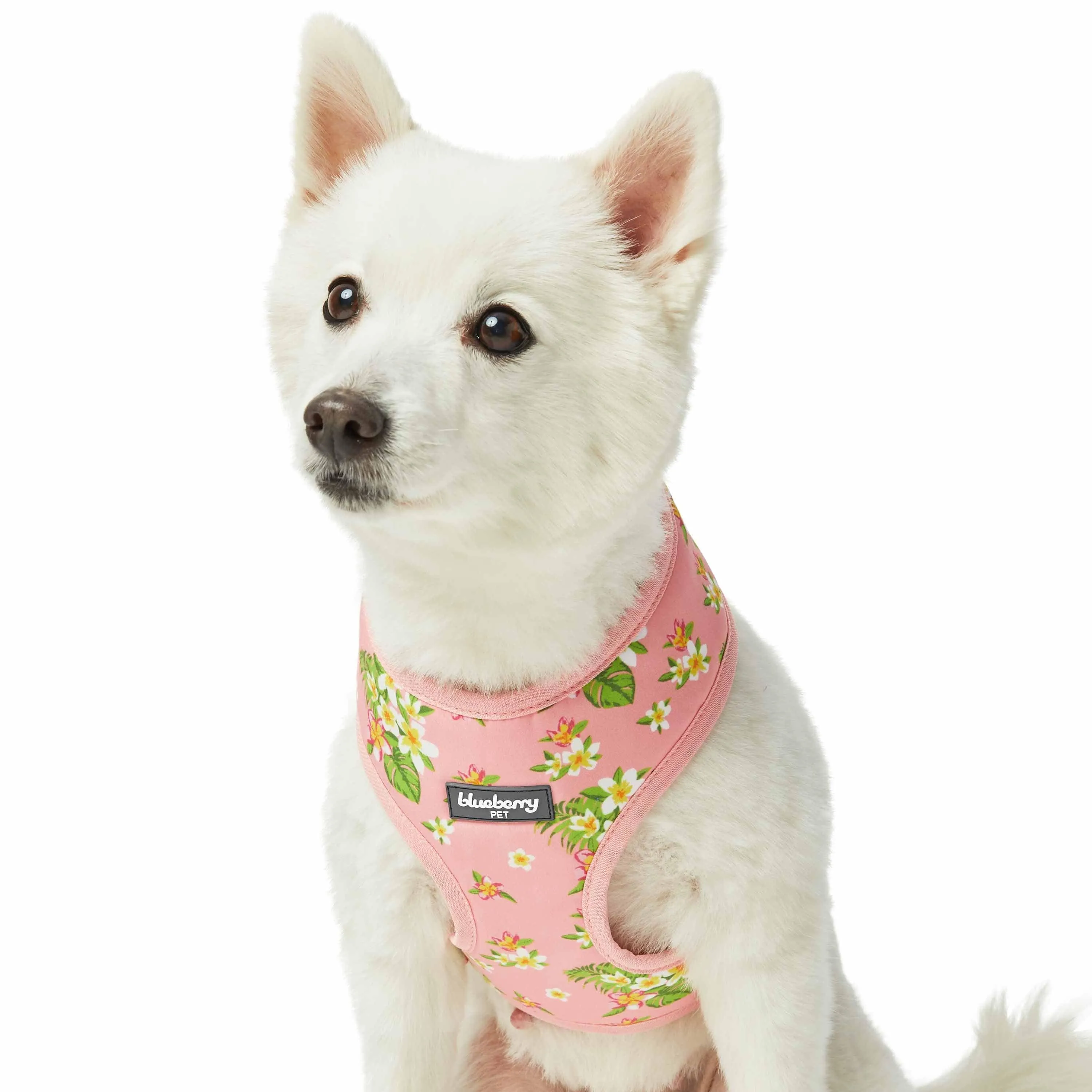 Tropical Yellow Plumeria Flower Dog Harness Vest