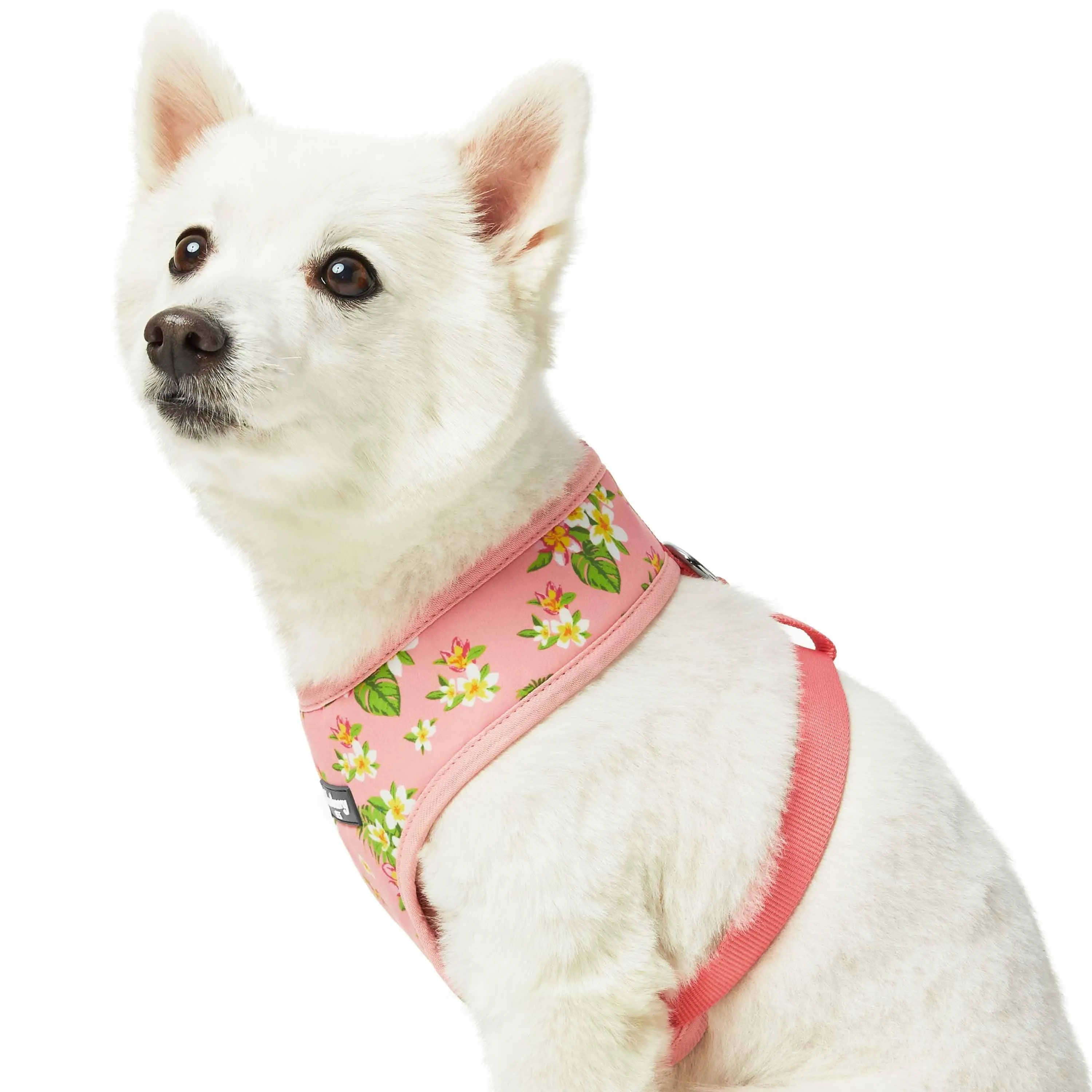 Tropical Yellow Plumeria Flower Dog Harness Vest