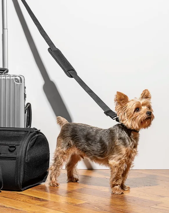 Wild One Travel Tsa Compliant Pet Dog Carrier - Black