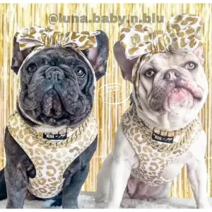You're So Golden Adjustable Harness